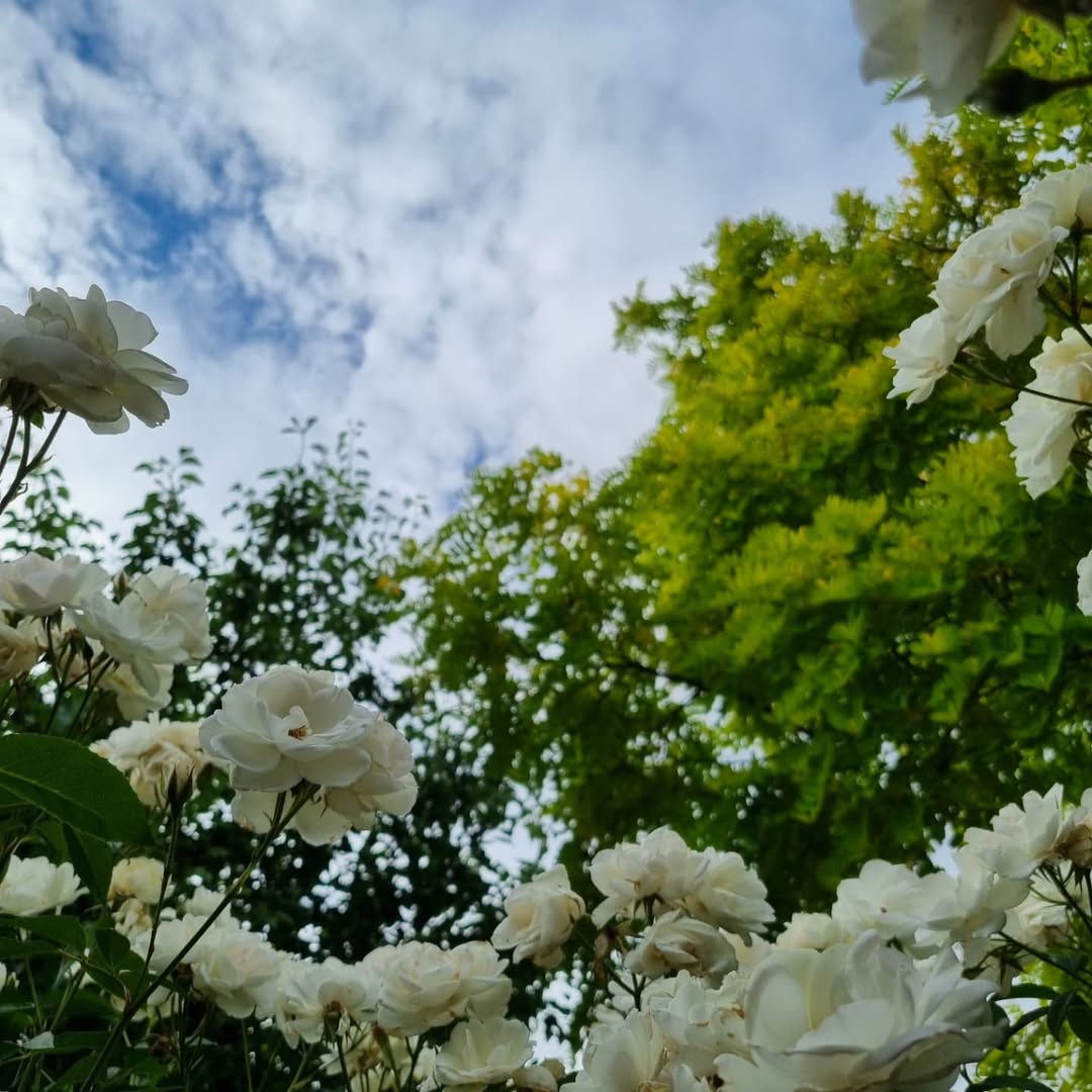 cover-pic